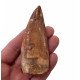 carcharodontosaurus saharicus (tooth) african Trex