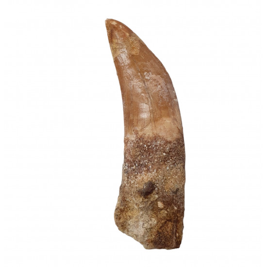 carcharodontosaurus saharicus (tooth) african Trex