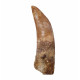 carcharodontosaurus saharicus (tooth) african Trex