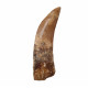 carcharodontosaurus saharicus (tooth) african Trex