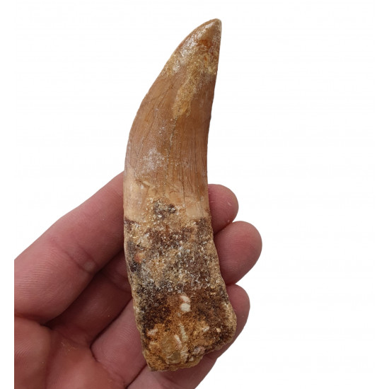 carcharodontosaurus saharicus (tooth) african Trex