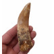 carcharodontosaurus saharicus (tooth) african Trex