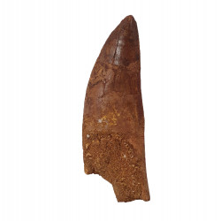 carcharodontosaurus saharicus (dent) Trex africain