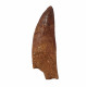 carcharodontosaurus saharicus (tooth) african Trex