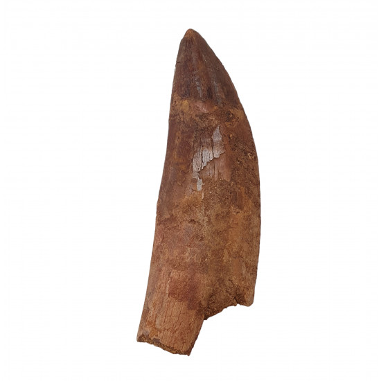 carcharodontosaurus saharicus (tooth) african Trex