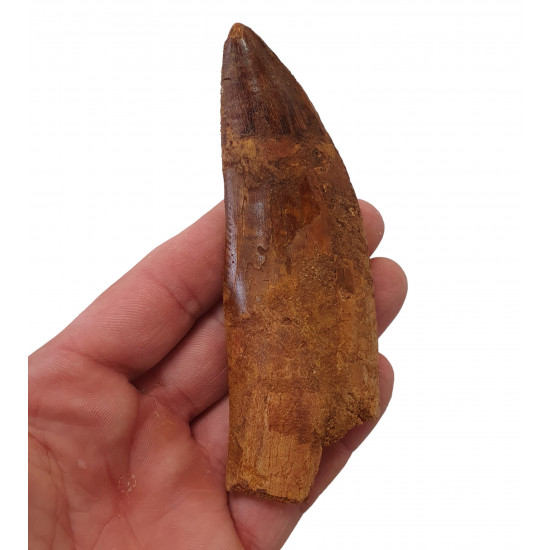 carcharodontosaurus saharicus (tooth) african Trex
