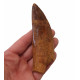 carcharodontosaurus saharicus (tooth) african Trex