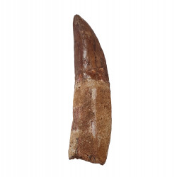 carcharodontosaurus saharicus (dent) Trex africain
