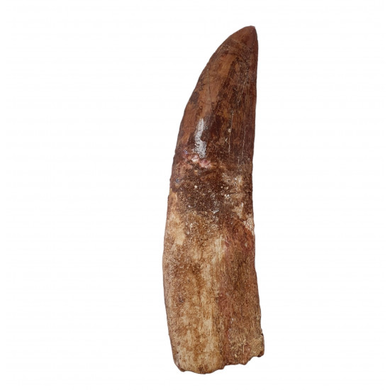 carcharodontosaurus saharicus (tooth) african Trex