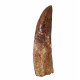 carcharodontosaurus saharicus (tooth) african Trex