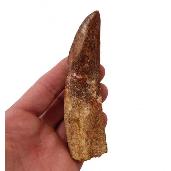 carcharodontosaurus saharicus (tooth) african Trex