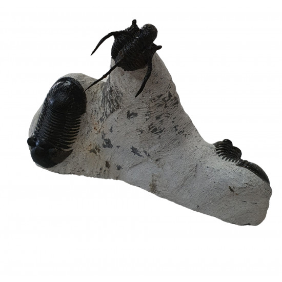 Cyphaspis sp - paralejurus rehamnanus