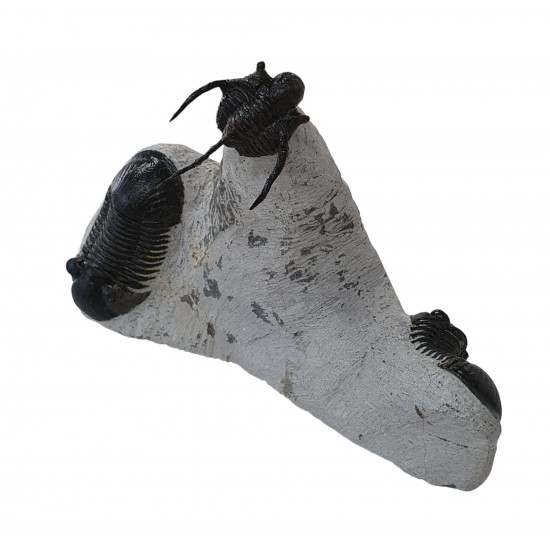 Cyphaspis sp - paralejurus rehamnanus