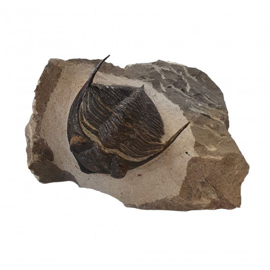 Odontochile hausmanni