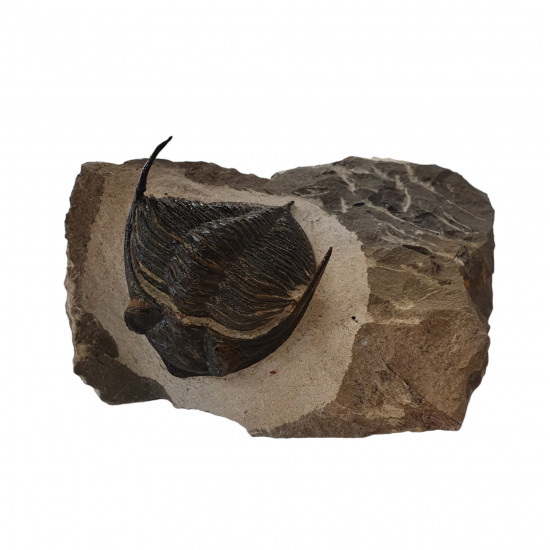 Odontochile hausmanni