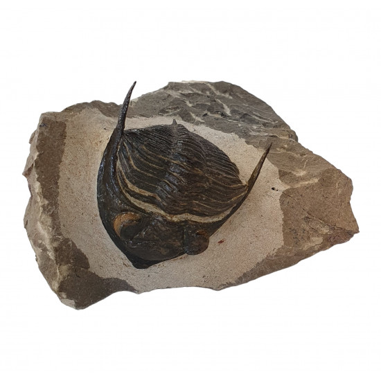 Odontochile hausmanni