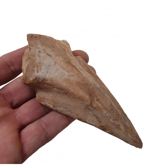 spinosaurus aegypticus claw