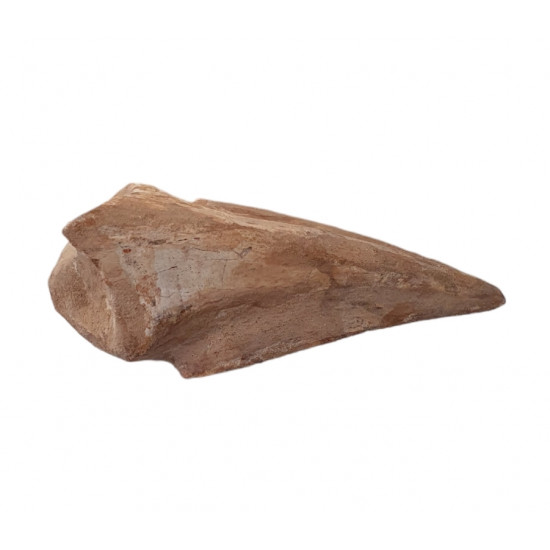 spinosaurus aegypticus claw