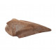 spinosaurus aegypticus claw