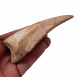 spinosaurus aegypticus claw