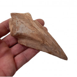 spinosaurus aegypticus griffe