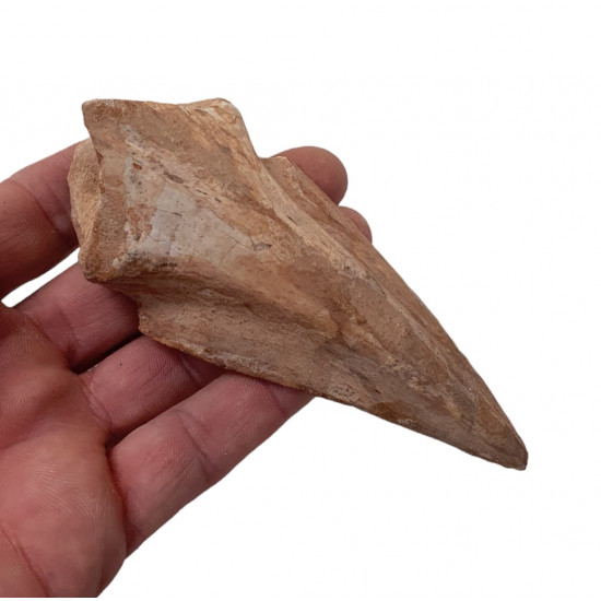 spinosaurus aegypticus claw