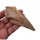 spinosaurus aegypticus claw