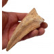 spinosaurus aegypticus claw