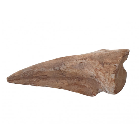 spinosaurus aegypticus claw