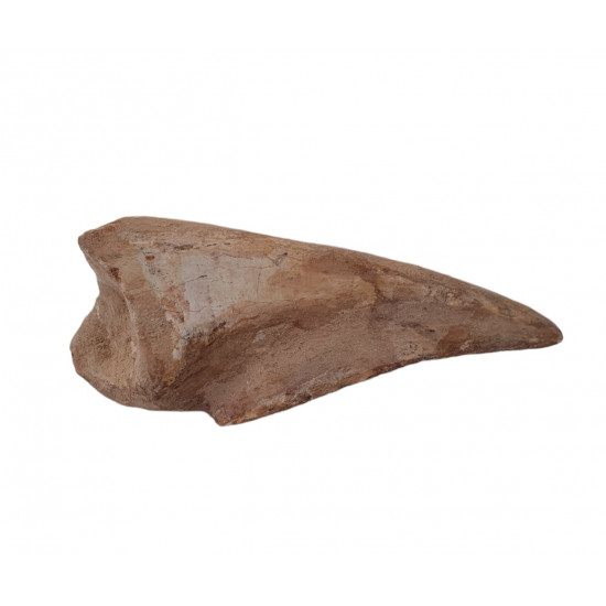 spinosaurus aegypticus claw