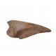 spinosaurus aegypticus claw