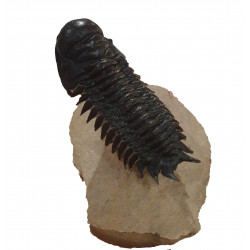 Crotalocephalus gibbus