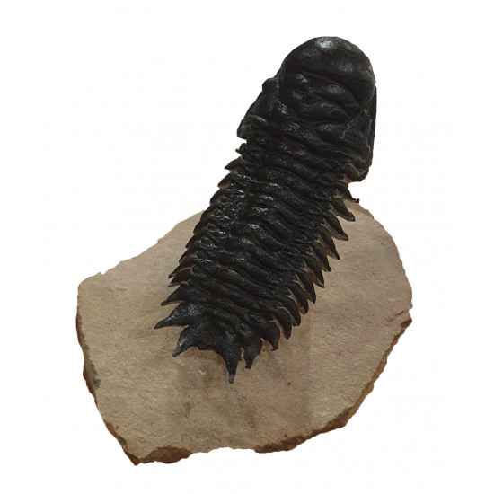 Crotalocephalus gibbus