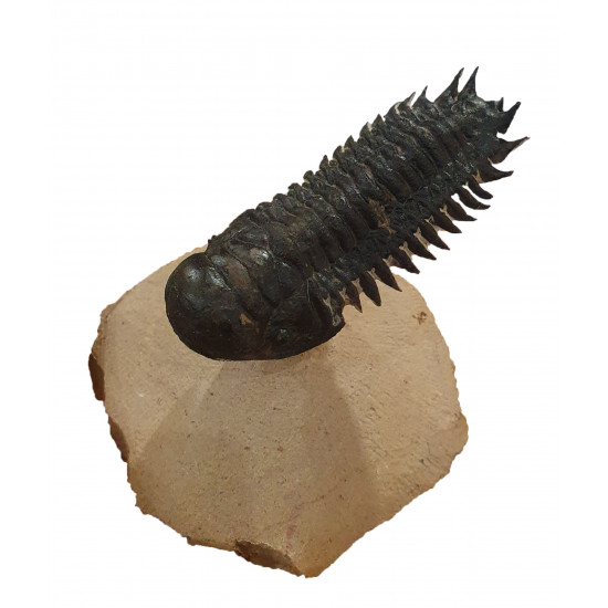 Crotalocephalus gibbus