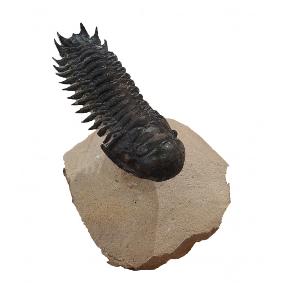 Crotalocephalus gibbus