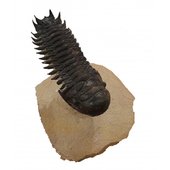 Crotalocephalus gibbus