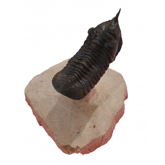 morocconites malladoides