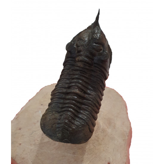 morocconites malladoides