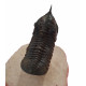 morocconites malladoides