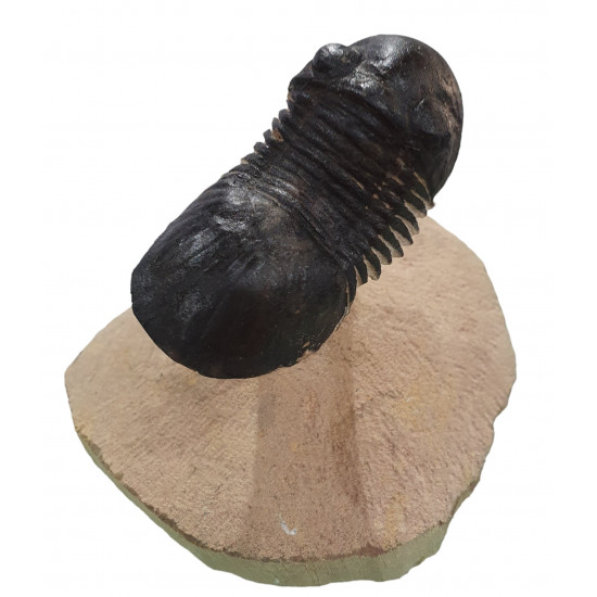 Paralejurus spatuliformis 