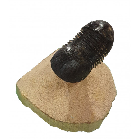 Paralejurus spatuliformis 