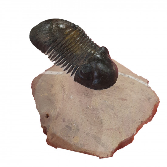 Paralejurus spatuliformis 