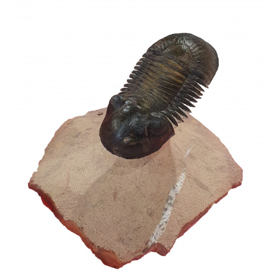 Paralejurus spatuliformis 