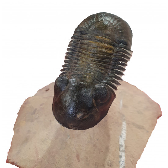 Paralejurus spatuliformis 