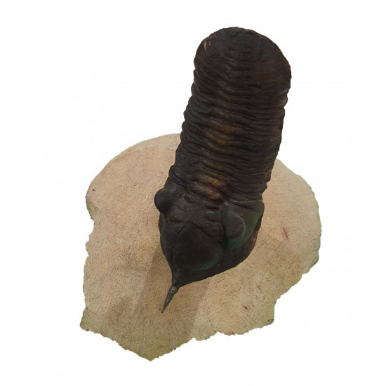 morocconites malladoides
