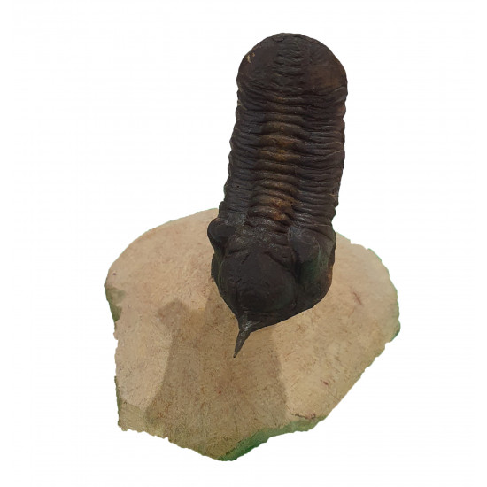 morocconites malladoides