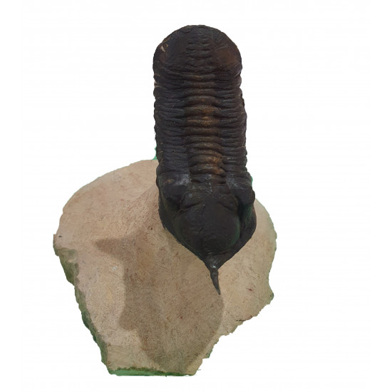 morocconites malladoides