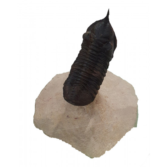 morocconites malladoides