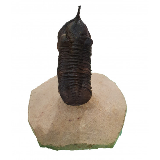 morocconites malladoides