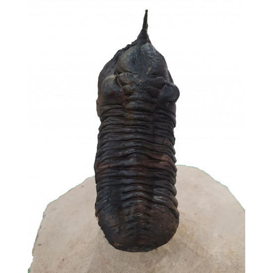 morocconites malladoides